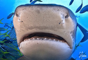 Open up and say Ahhhhhhhhh! 
Tiger Shark at Hammertime R... by Steven Anderson 